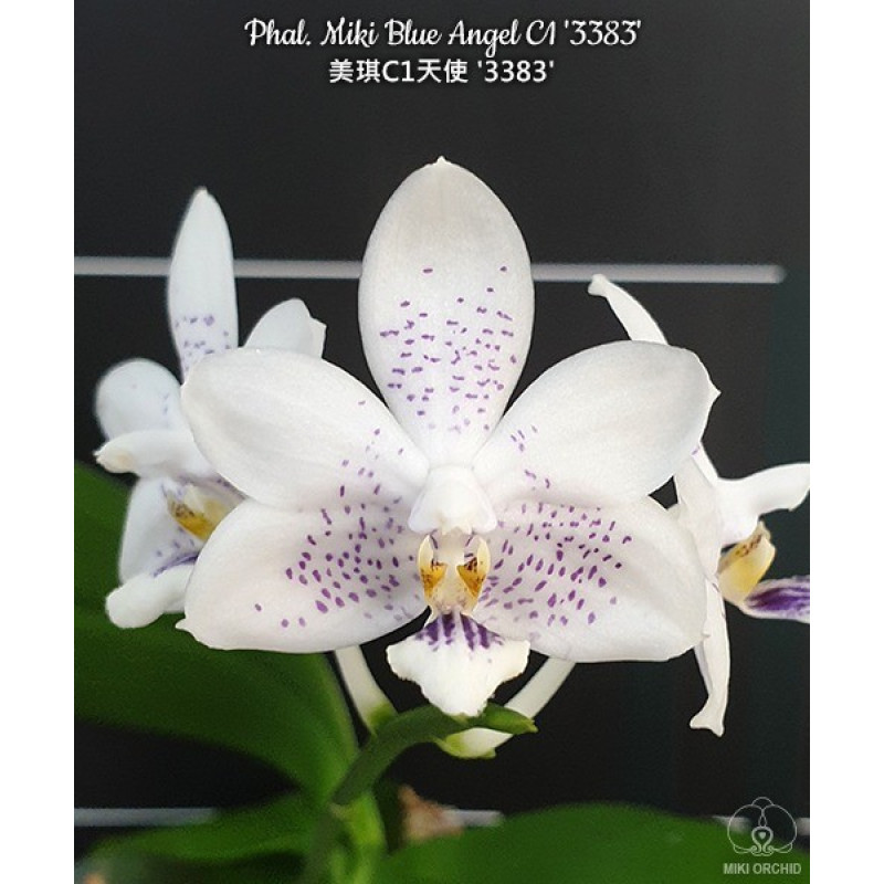 Орхiдея Phal. Miki Blue Angel C1 3383 - купити, доставка Україна